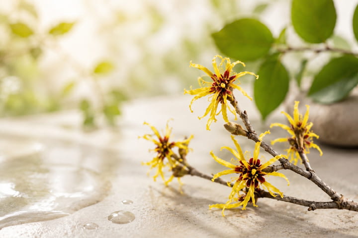 hamamelis virginiana nedir
